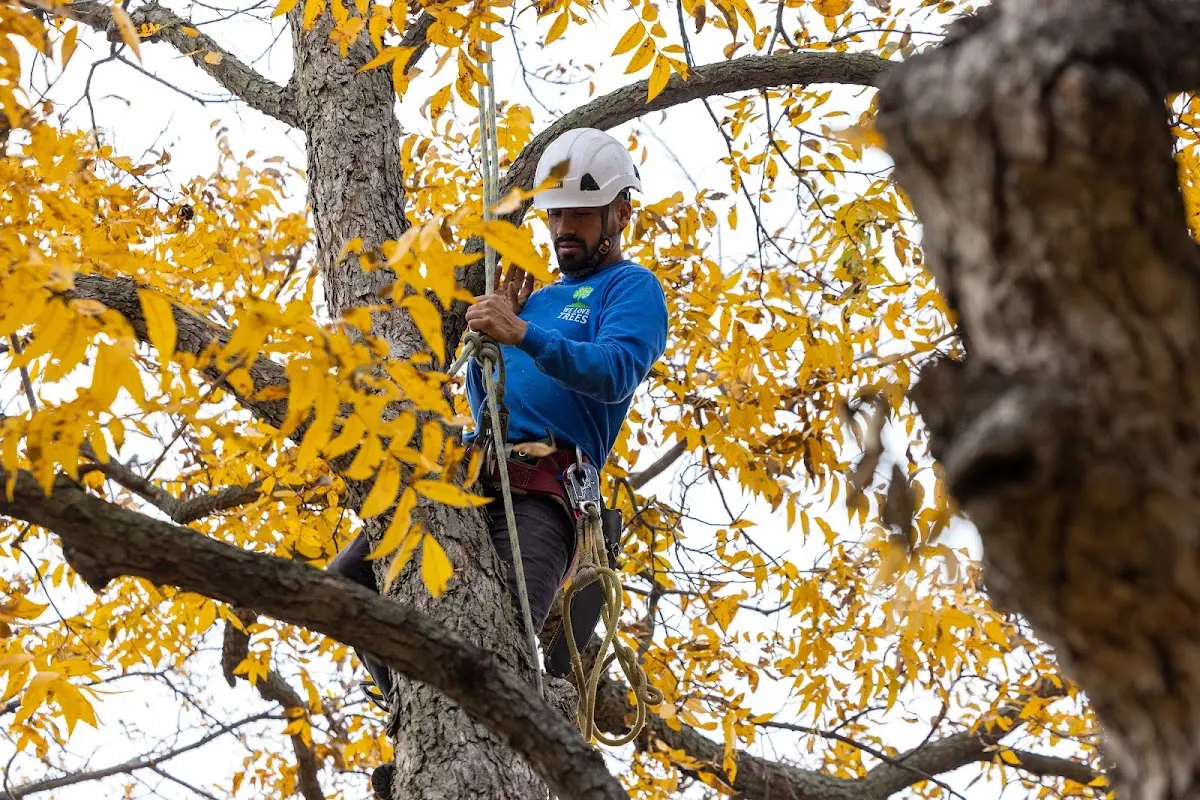 Skilled Storm Damage Cleanup crew working in Oscar